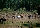 Pferde im Naturschutzgebiet auf der Sinop-Halbinsel